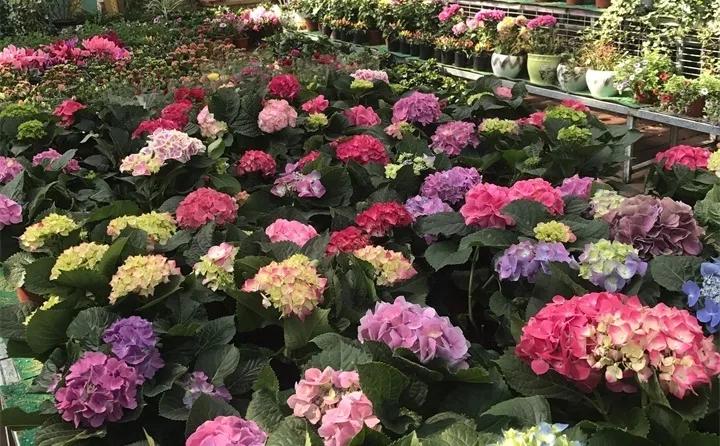 刚到家的花很好没多久就黄叶,买回来的花很快就蔫的原因