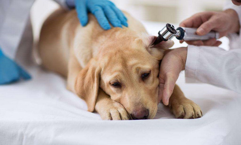 春季狗狗常见疾病,狗狗要怎么预防肠道疾病