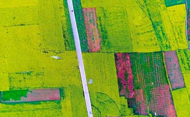 走进春天走进桃花盛开的地方,云南罗平金色花海之旅