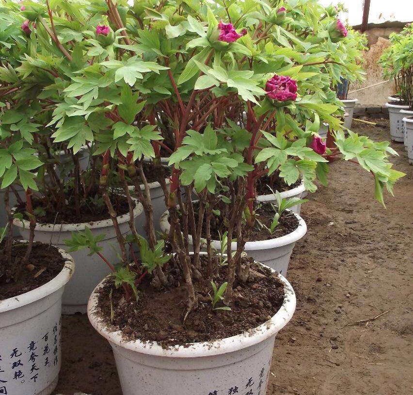 盆栽牡丹怎么养视频,盆栽牡丹的种植方法及管理