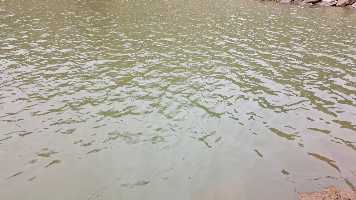 石鲮鱼在什么河水位置好钓,石鲮鱼在哪里钓