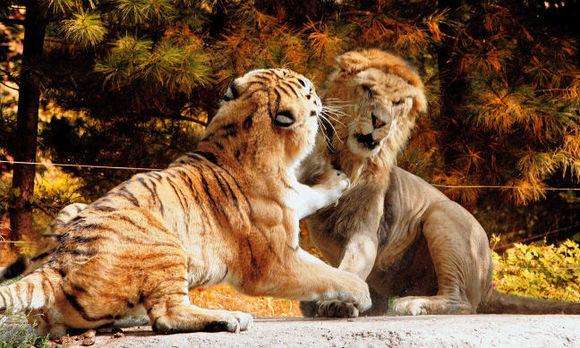 带纹身的打不过狮子吗,狮子和老虎打架打不过带纹身的