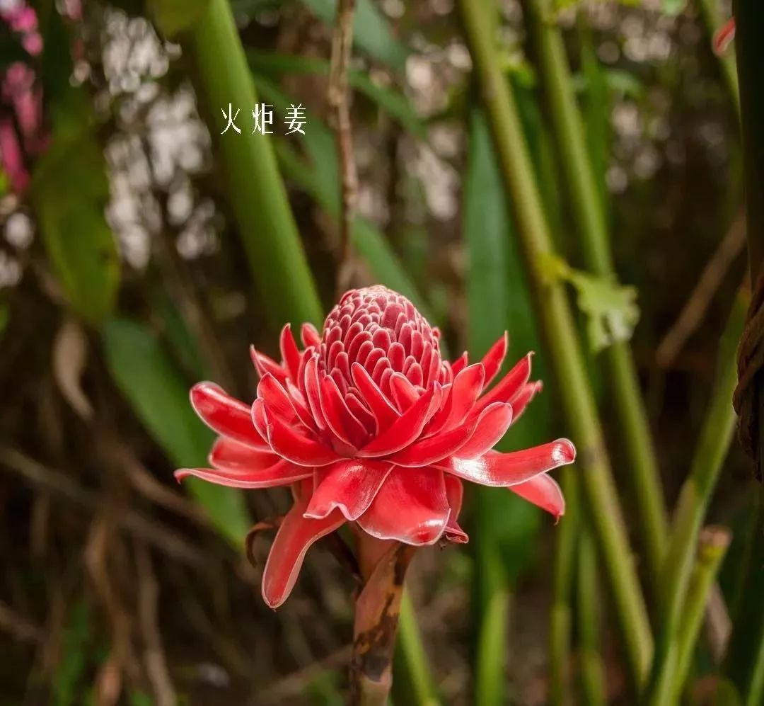 花店里同款的两种不同价格的花材,花店最容易被顾客误解的几种花材