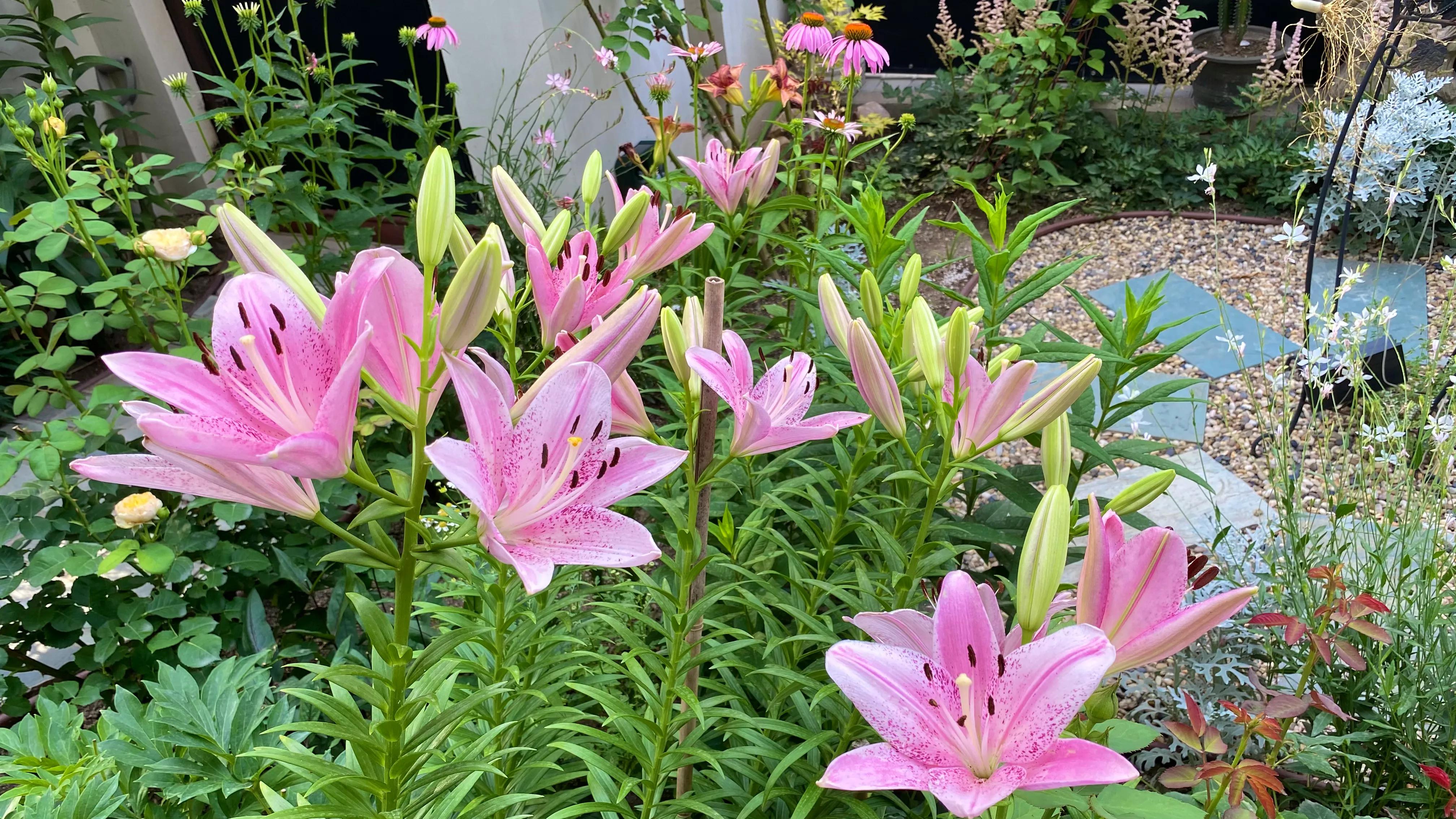 北边阳台适合种植的百合品种,不适合庭院种的百合品种