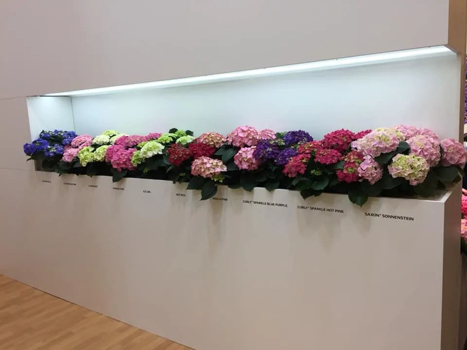 十大顶级绣球品种,最好养的绣球品种