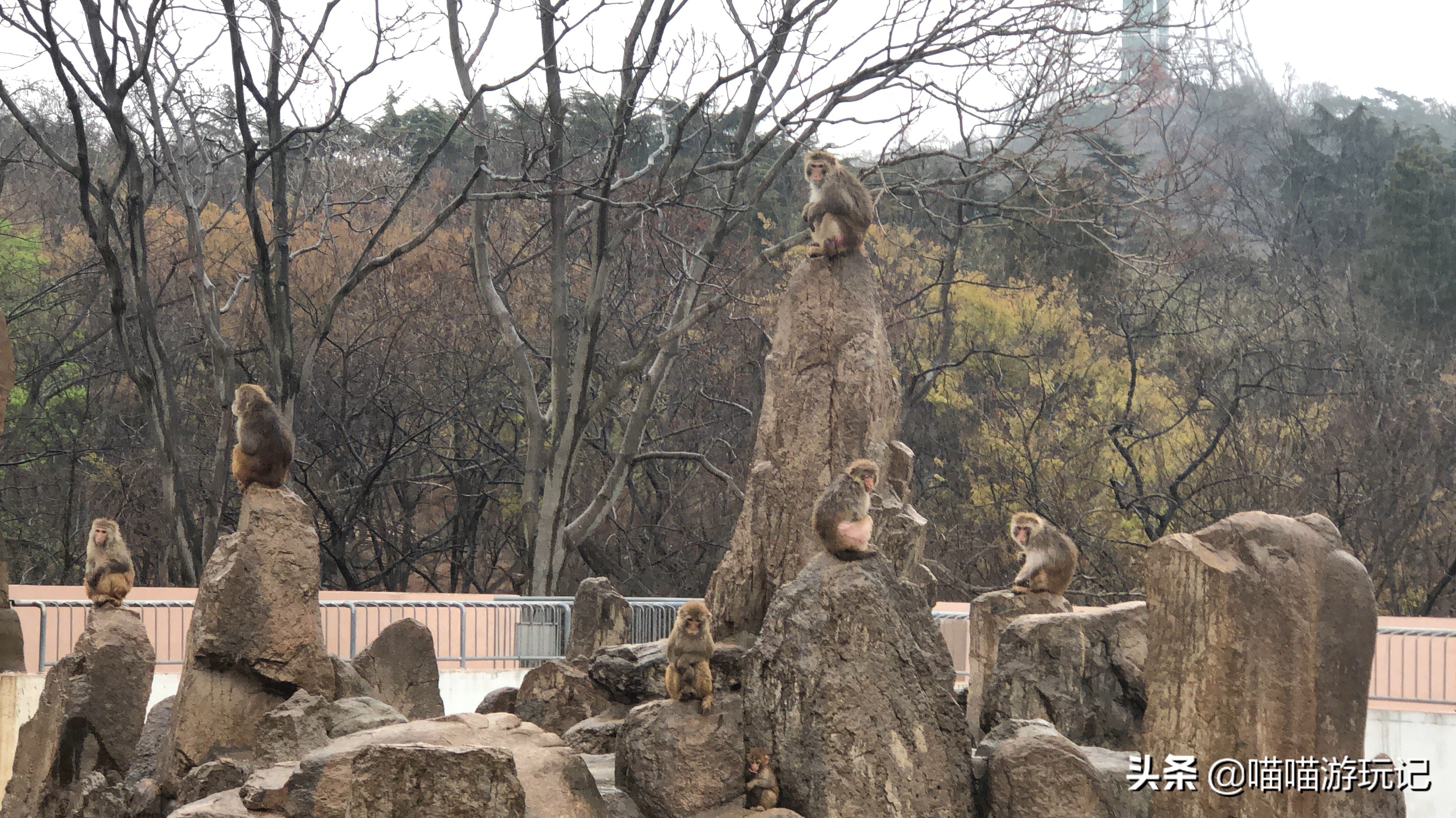 青岛动物园8.5元门票在哪里,青岛动物园8.5元门票需要预约吗