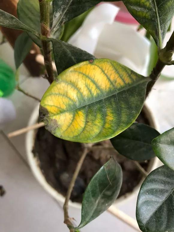栀子花月季花叶子发黄有黑斑点,茉莉栀子花叶子发黄怎么办