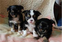 吉娃娃饲养容易吗,吉娃娃犬好训练吗