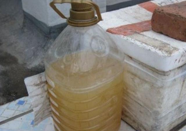 君子兰怎么养才能叶片油绿,养君子兰发黄如何处理