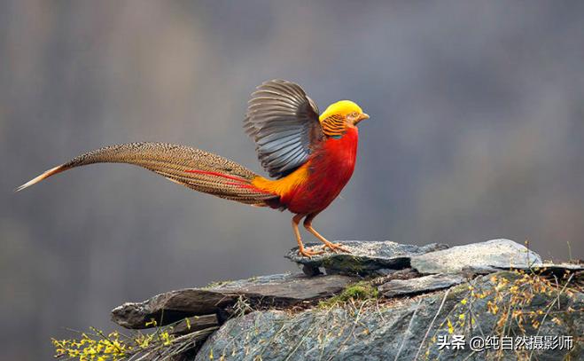 红腹锦鸡为何雌雄差别大,白腹锦鸡品种及图片