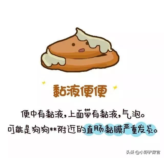 狗狗铲屎官的必要知识,作为狗狗的铲屎官该如何铲屎