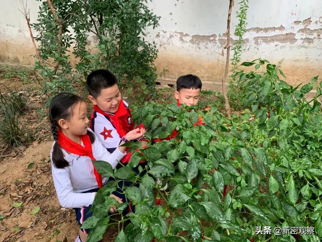 新密八一红军小学,新密八一红军小学怎么样