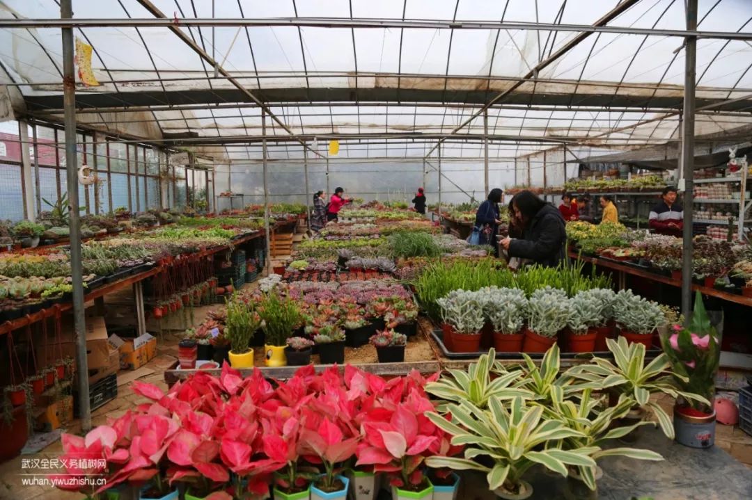 园艺沙龙|前方高能！一大波人相约逛花市，究竟淘了些啥？