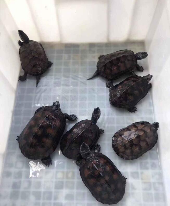 三只40年的黑颈龟卖了多少钱,黑颈龟现在什么价格