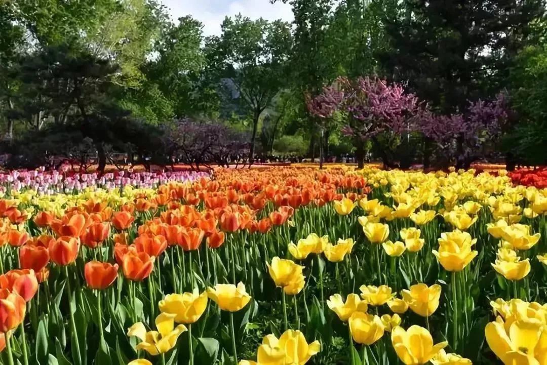 看到花的时候,不知是什么花?那就收下这份百花图谱