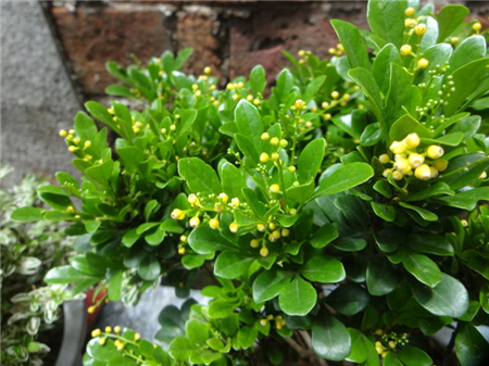 米兰花怎样养才能使它花更香些,米兰花怎样养才能开得更茂盛