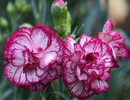 盆栽的康乃馨浇水怎么浇最好,康乃馨盆栽浇水技巧