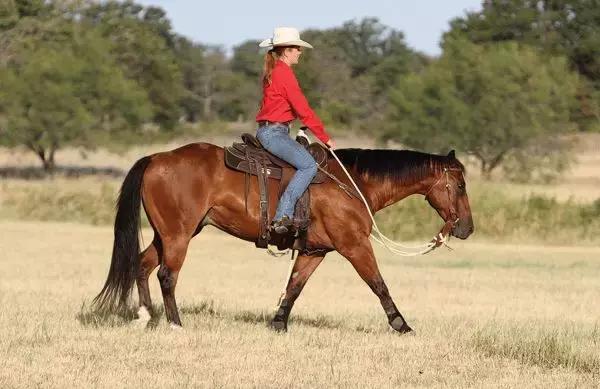 野骑马术教学,野骑马匹怎么选