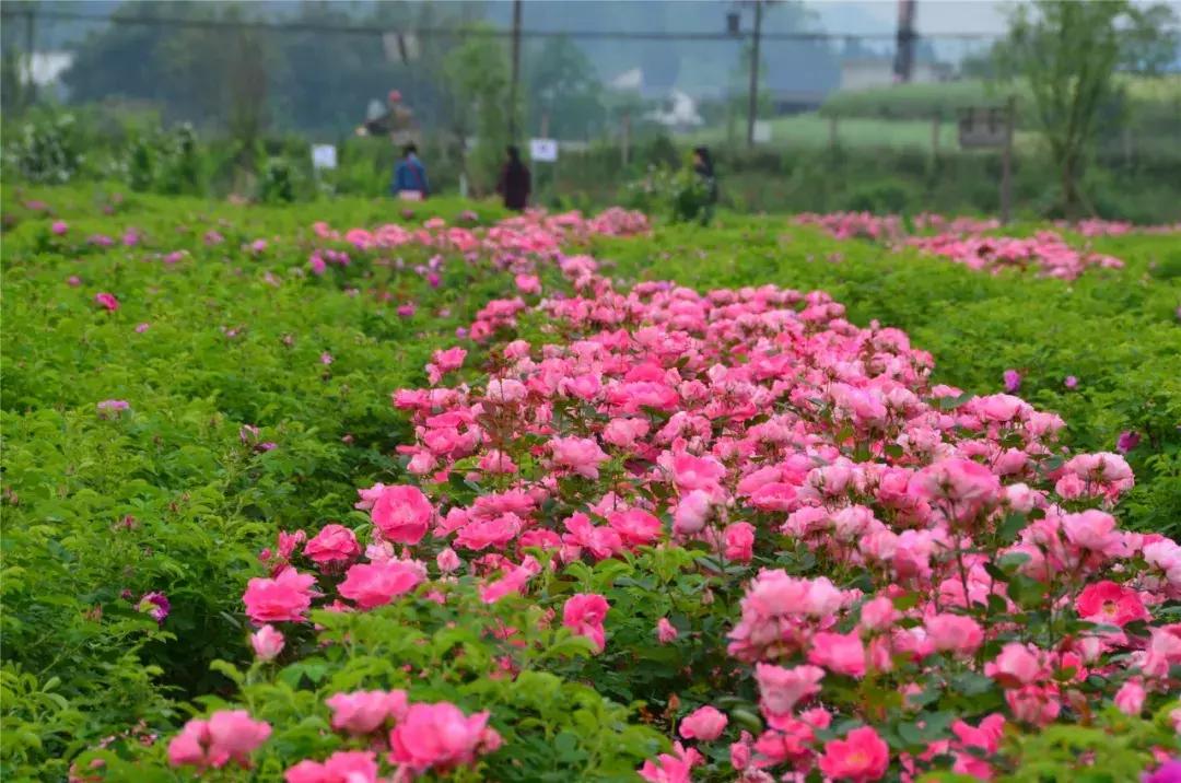 学历最高的农民,中国学历最高的农民