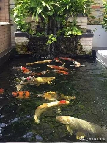 锦鲤和锦鲫的鱼病防治,如何治疗锦鲤尾巴长白疙瘩