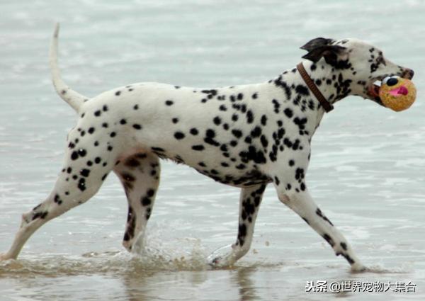 为啥现在很少见斑点狗了,斑点狗是什么犬类的狗