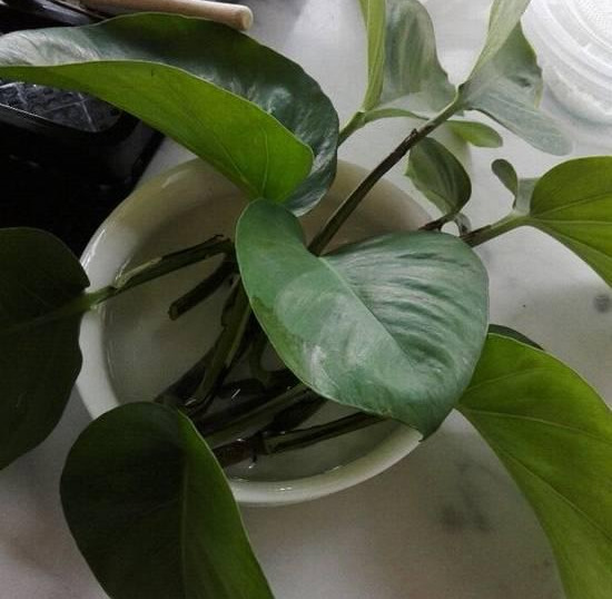 绿萝怎么样做才能好看呢,绿萝如何造型比较好看