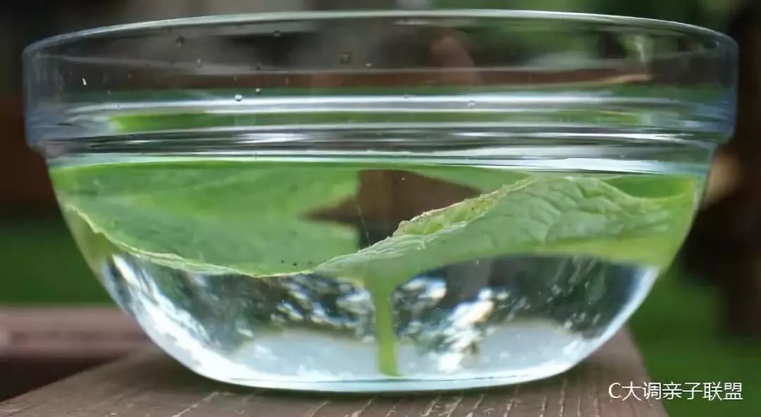 科学实验好奇心,科学入门小实验