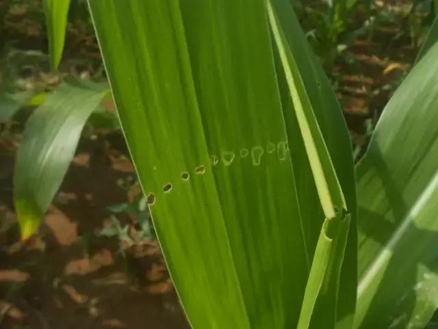 中国玉米叶片病害防治情况,玉米控旺病虫害防治能同时用药吗