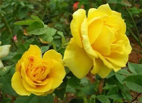 最漂亮10种微型月季,新手必入这8种月季漂亮好养