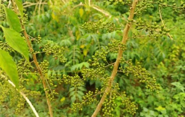 海南珍贵树木有哪些图片,海南花草树木名称大全