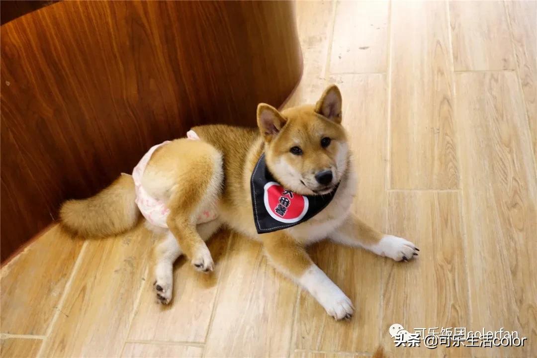 广州撸柴胜地！仲有怀旧零食、游戏室激萌柴犬周边