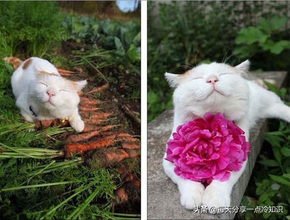 世界上最有名的12只猫咪,世界上十大最可爱的猫咪排名