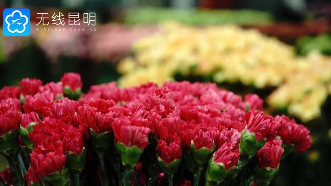 昆明哪有好玩的地方,昆明市内有什么好玩的地方