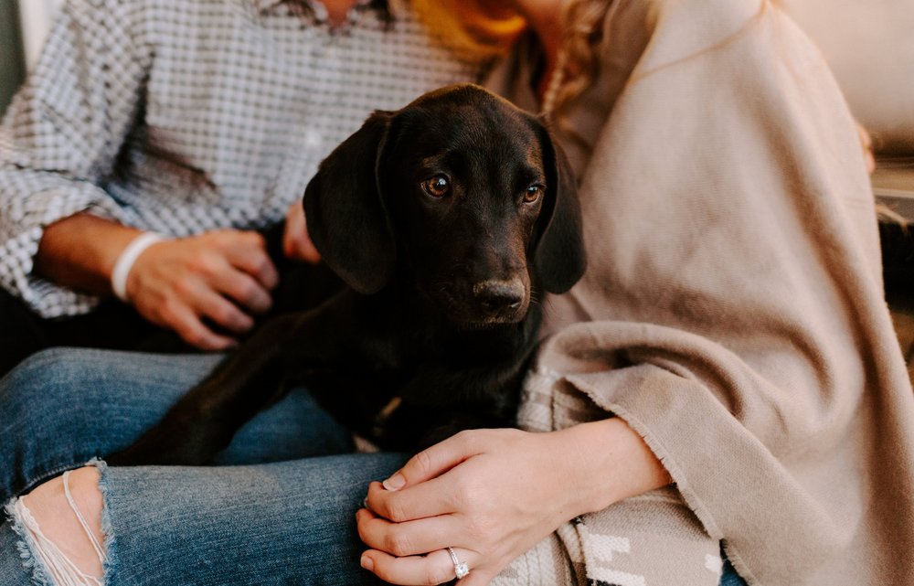 拉布拉多幼犬应该怎么养,拉布拉多幼犬怎么养怎么管