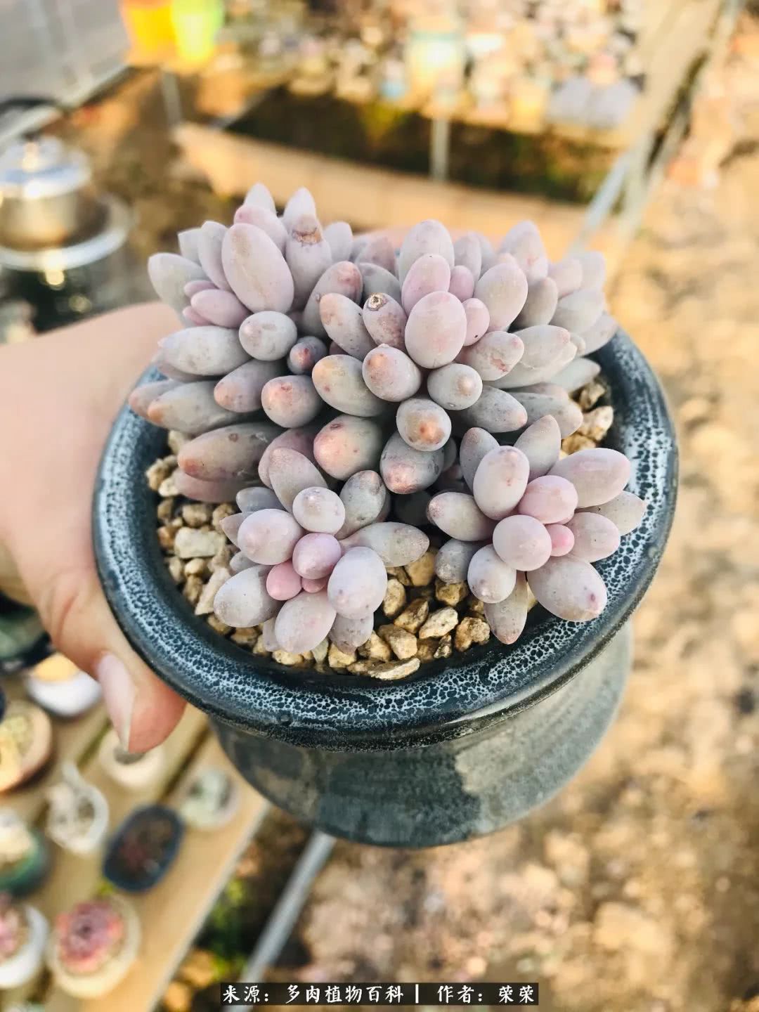 我在包邮区养肉，附多肉越冬度夏养护建议！