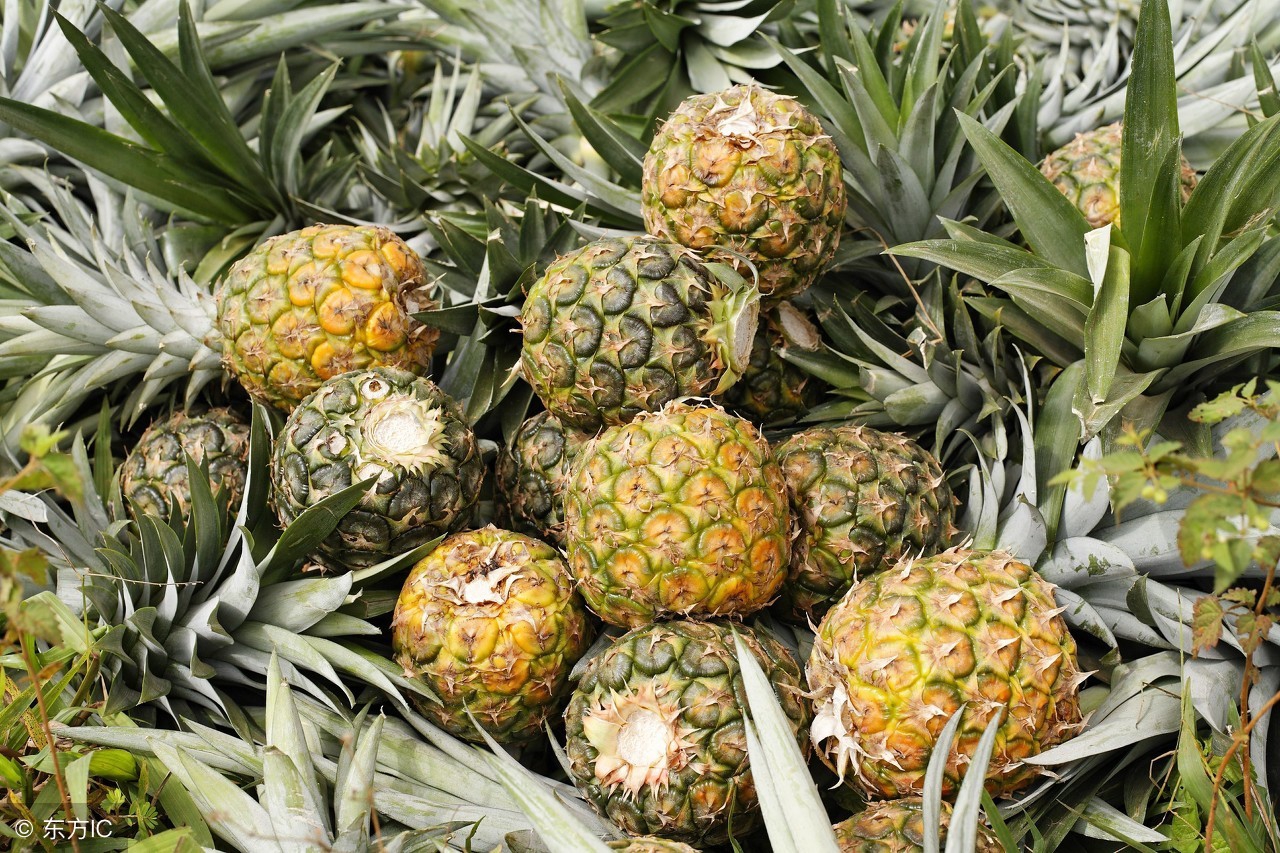 凤梨和菠萝什么区别科普,普及一下凤梨和菠萝的区别