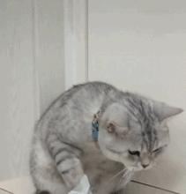 怎么看猫的应激反应有没有过,辟谣猫的几大谣言