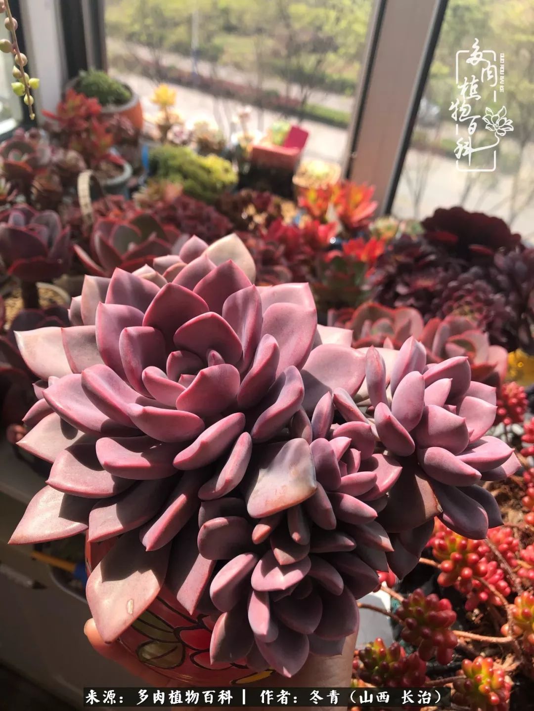 阳台养多肉徒长怎么办,阳台养多肉养殖方法和注意事项