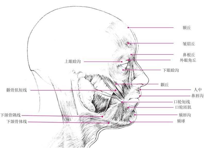 零基础怎样画最简单的素描教程,零基础的素描教程怎么画