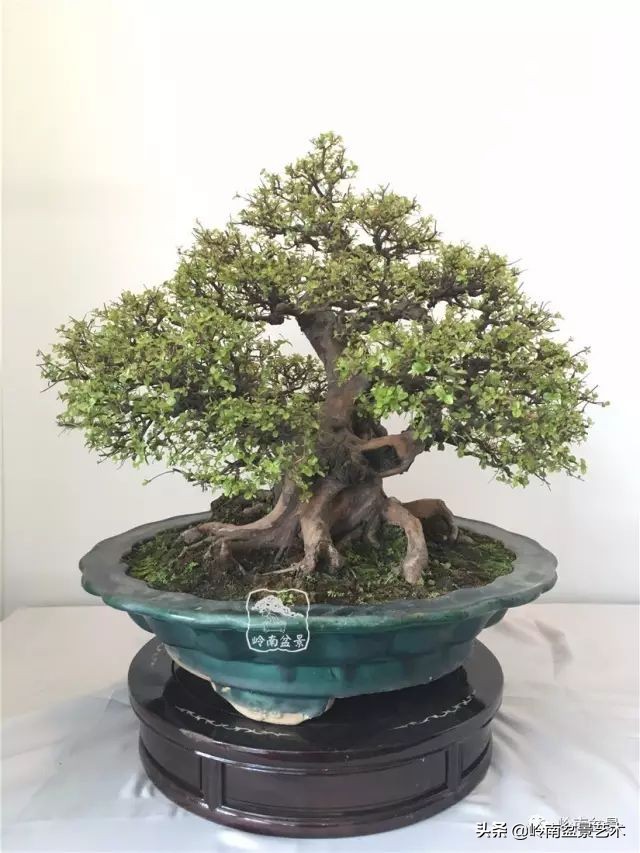 经典雀梅文人树盆景,十年以上的雀梅盆景图及价格