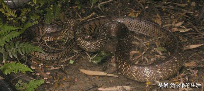 100种有毒的蛇,10种最毒的蛇是哪种蛇