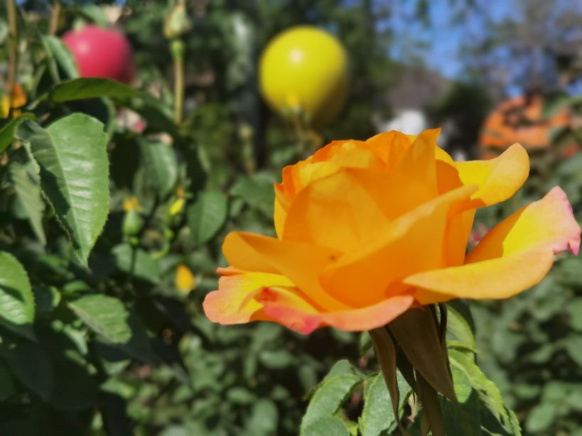 我眼中的美好城市,我眼中的城市是最美的