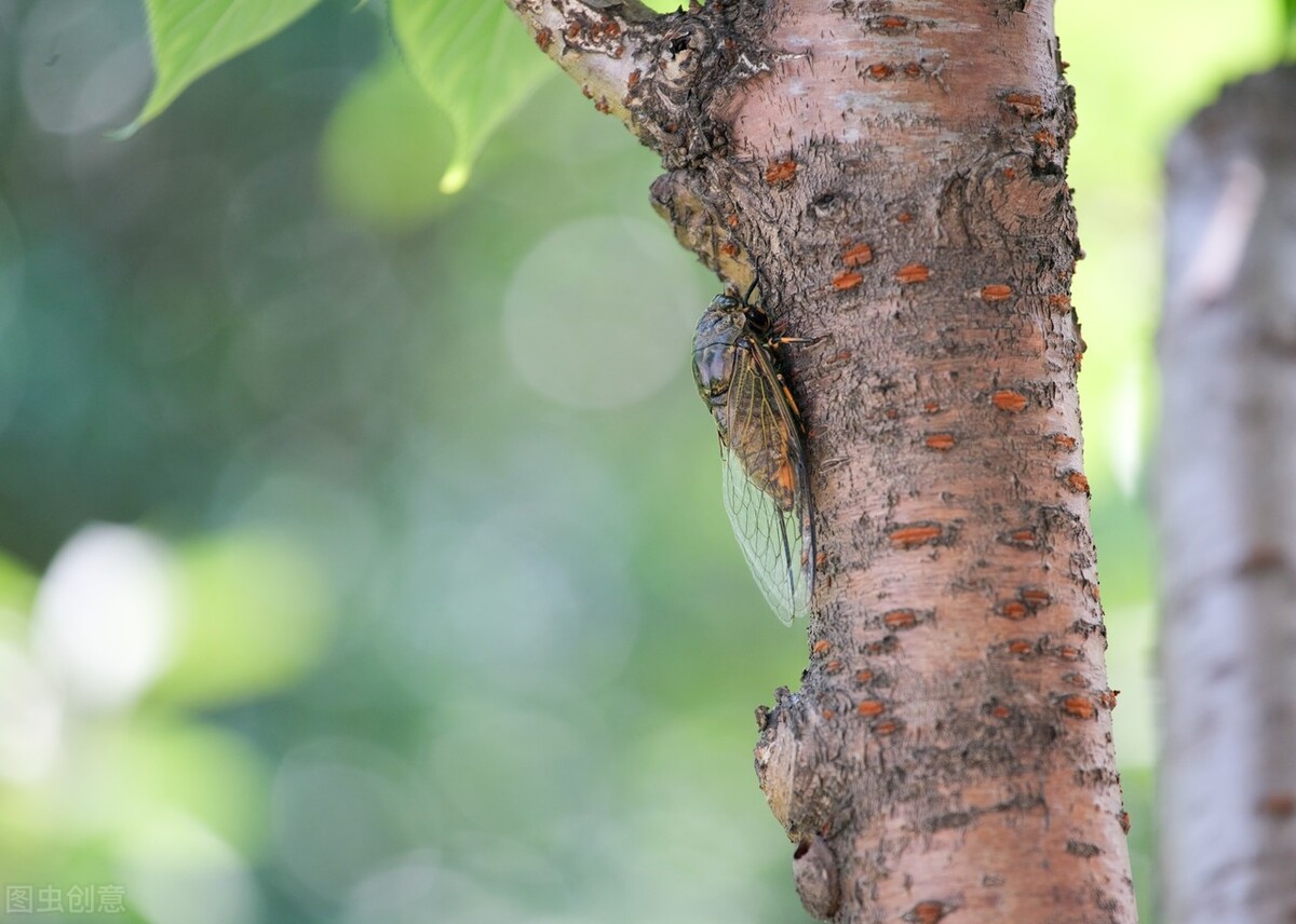 夏天印象,夏天印象的视频