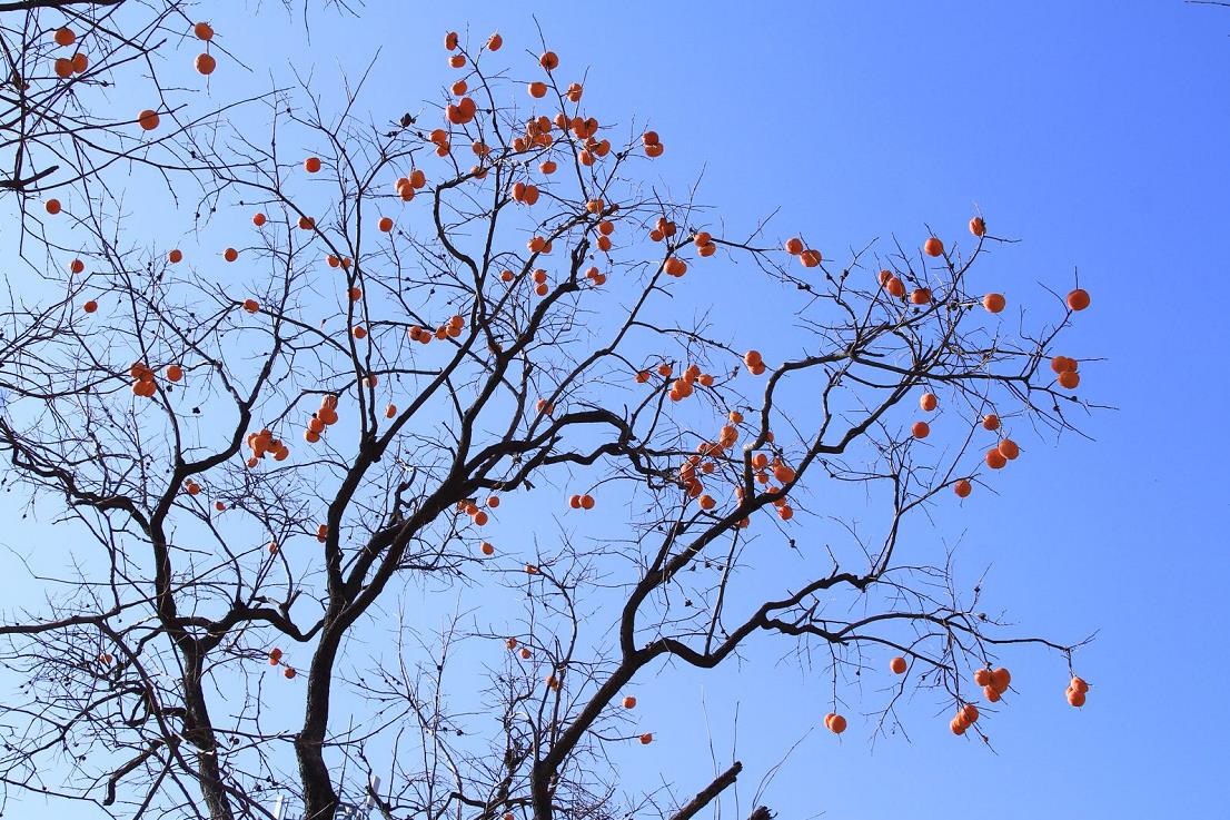 影像记录｜遇见最后一抹秋色——承德兴隆陡子峪乡蜂洞子