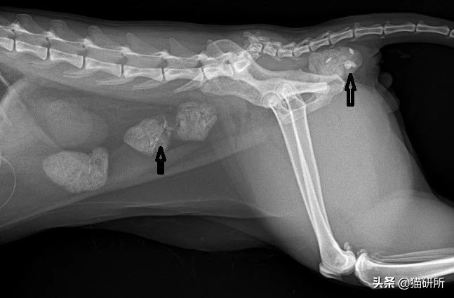 猫咪便秘快速通便10秒见效,怎么解决猫咪便秘