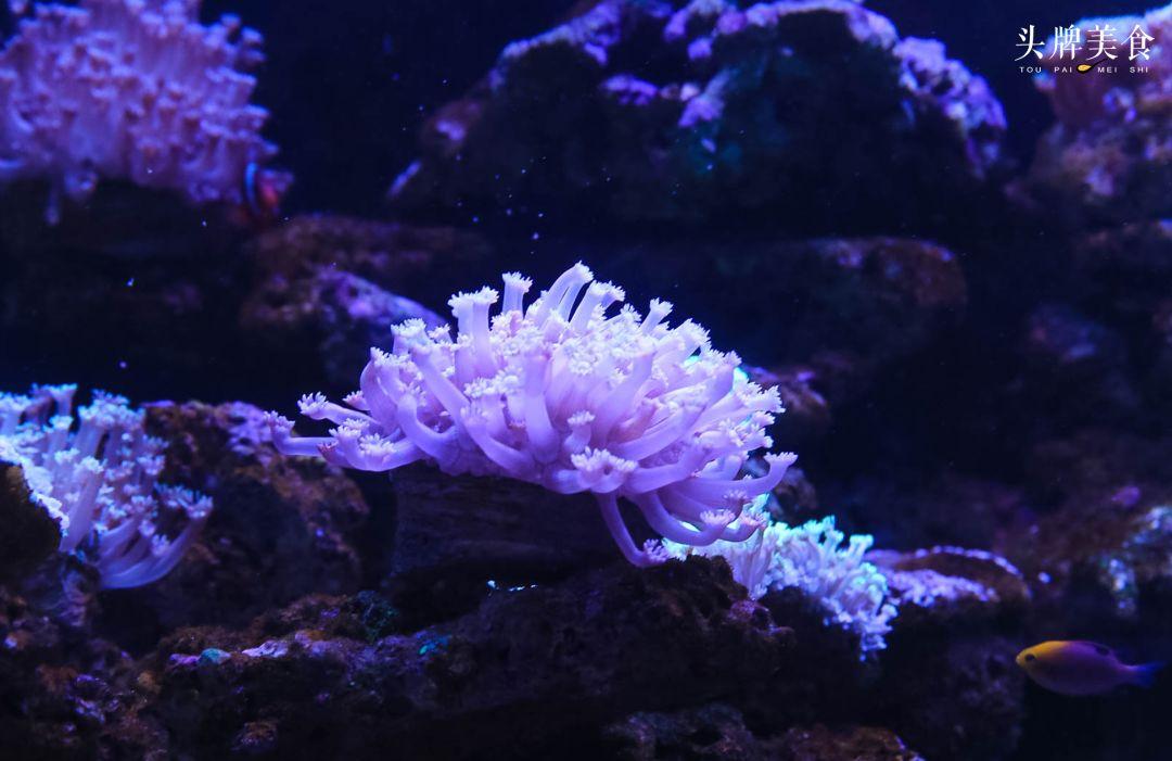 绚丽珊瑚海300+种海底生物，火爆盆友圈的网红打卡圣地就在中山路