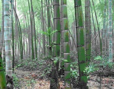 西兰花的功效与作用,冬笋的价格是多少钱一斤