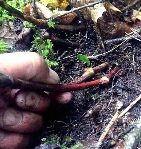 鸡血藤手镯是什么东西制作的,鸡血藤手镯用的是根部还是枝干