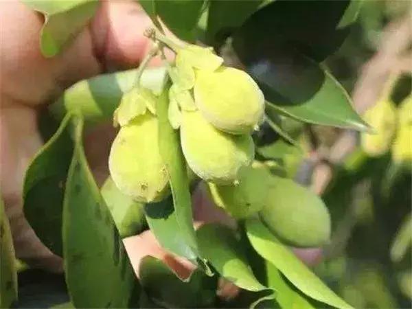 真正的沉香树什么样,沉香树有哪些