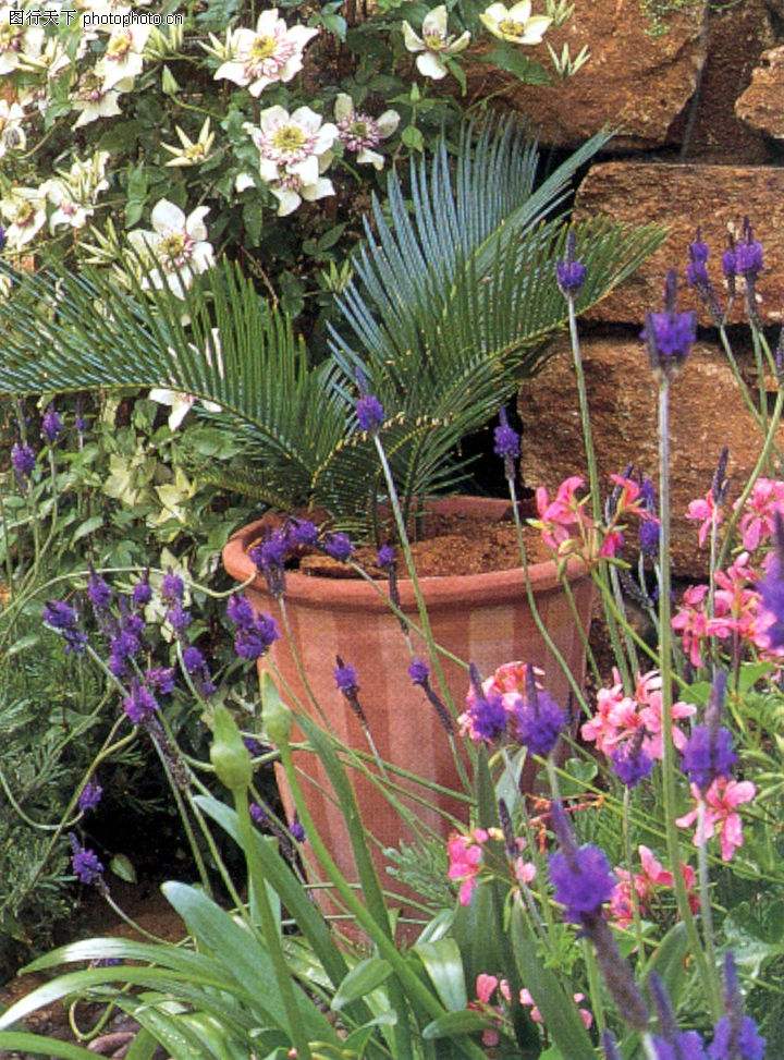 中国名花兰花盆栽,盆栽兰花唯美古风